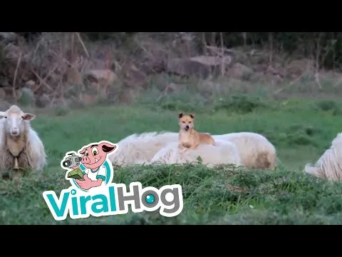 Нажми и смотри