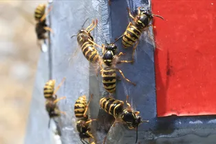 Осиное гнездо в дачном доме: что делать?