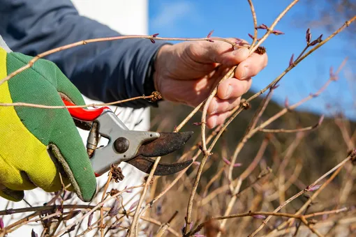 лунный календарь садовода на март