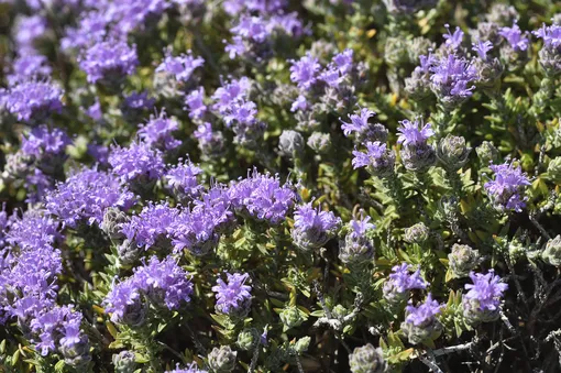 7 цветущих растений, обожающих песчаную почву