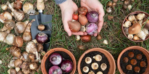 Хранение клубней и луковиц цветов после выкопки Хранение клубней и луковиц цветов после выкопки