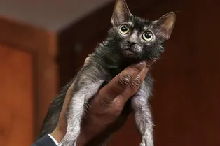 Кошка-оборотень: 6 фактов о породе ликой