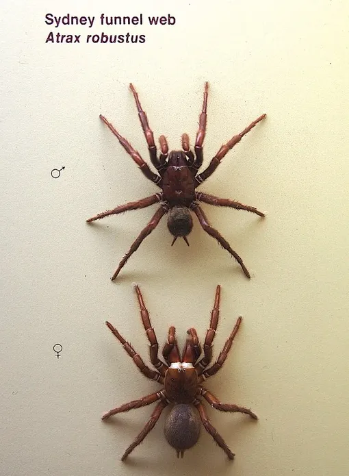 Самцы воронкового паука по размеру меньше самок, но очень ядовиты