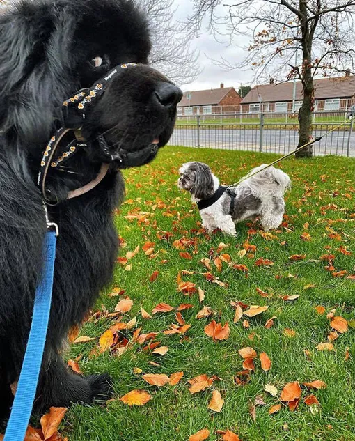 ньюф характер ньюф характер