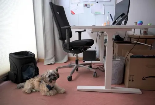 Собаки в офисе: лучшее решение или прихоть? Собаки в офисе: лучшее решение или прихоть?