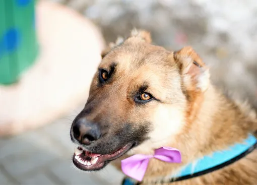 Маклауд приехал из ветеринарной клиники, получил паспорт и первую прививку Фото: Оксана Дубинина Маклауд приехал из ветеринарной клиники, получил паспорт и первую прививку Фото: Оксана Дубинина