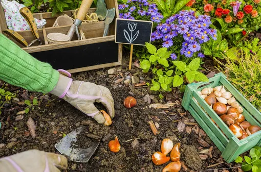 Не сажайте так, иначе они не будут цвести: ошибки при посадке цветочных луковиц