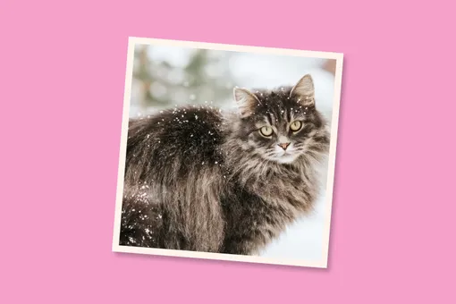 В такой шубе мороз не страшен: 10 лучших пород кошек для холодного климата В такой шубе мороз не страшен: 10 лучших пород кошек для холодного климата