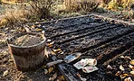 Последний шанс для подзимнего посева: 7 цветов, которые можно посеять до конца октября