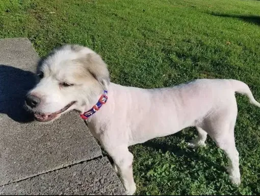 невероятная трансформация запущенной собаки невероятная трансформация запущенной собаки