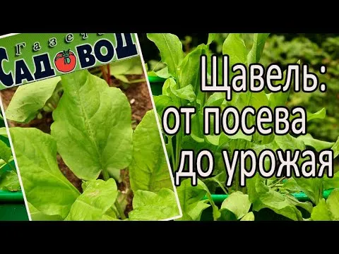 Нажми и смотри