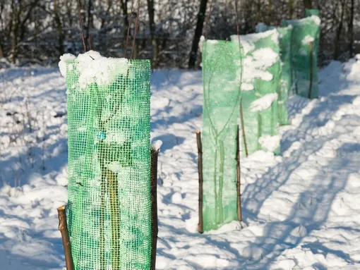 Как защитить молодую яблоню от зайцев и грызунов зимой Как защитить молодую яблоню от зайцев и грызунов зимой