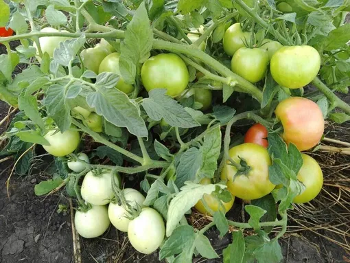 Почему помидоры медленно созревают на кусте Почему помидоры медленно созревают на кусте