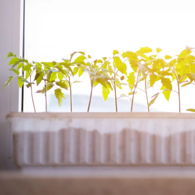 У рассады томатов сохнут и опадают листья — что делать? Отвечает агроном