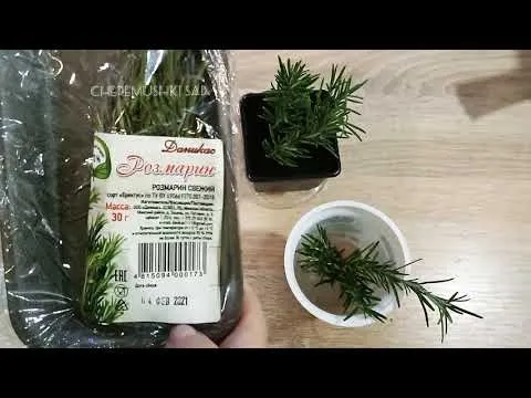 Нажми и смотри