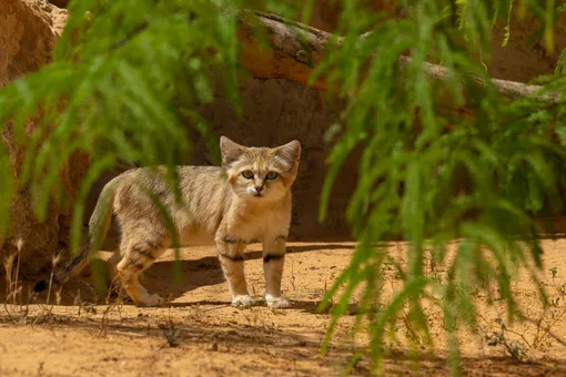 барханный кот