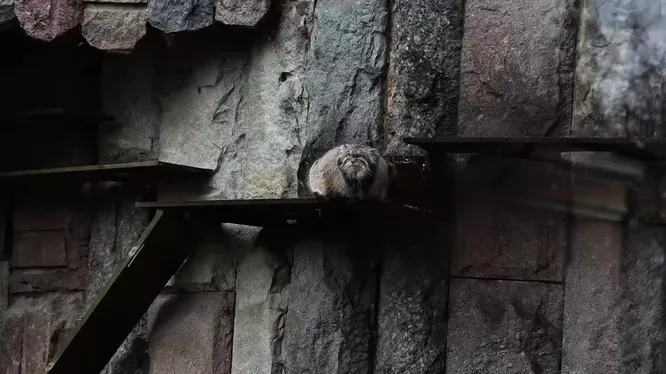 Нажми и смотри