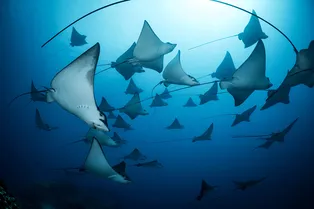 Осьминог-аргонавт и синий глаз кита: самые необычные кадры фотоконкурса ко Всемирному дню океанов