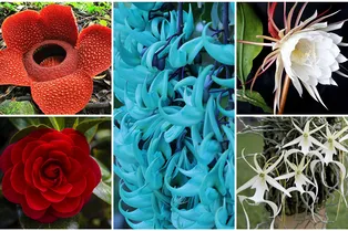 Редкие цветы мира: 5 видов, которые нужно увидеть Редкие цветы мира: 5 видов, которые нужно увидеть