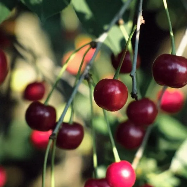 Выращивал не раз и остался доволен: известный садовод назвал самый устойчивый и вкусный сорт вишни