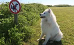 Почему собака долго ищет место для туалета Почему собака долго ищет место для туалета
