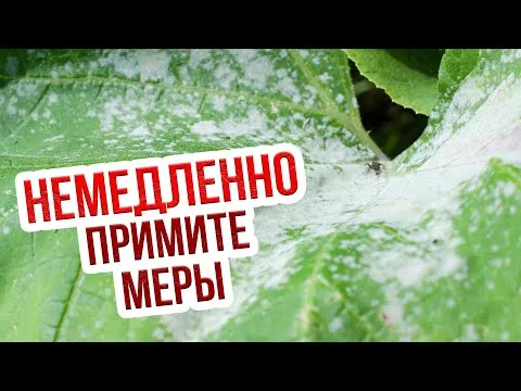 Нажми и смотри
