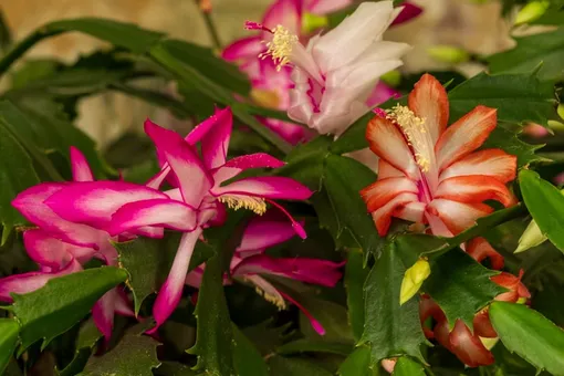 Будет цвести как сумасшедший: названо лучшее удобрение для рождественского кактуса Будет цвести как сумасшедший: названо лучшее удобрение для рождественского кактуса