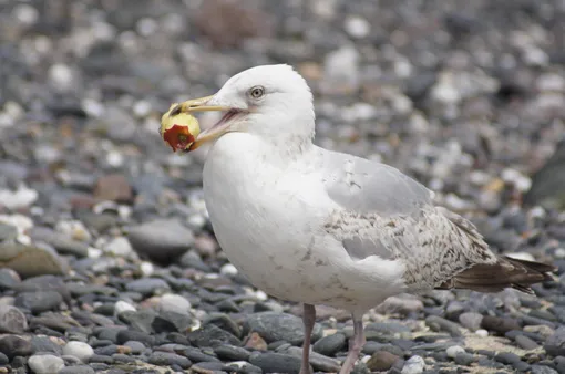 Почему нельзя выбрасывать огрызки яблок из окна автомобиля