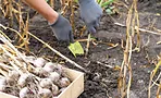 Чеснок не испортится до следующего урожая: вот что нужно сделать
