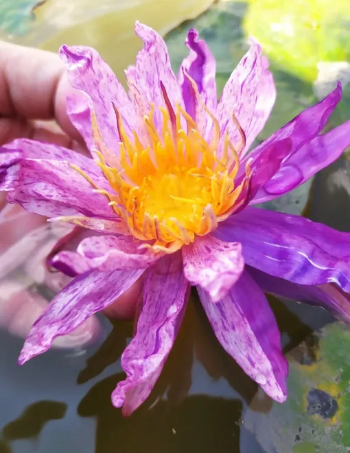 Нимфея Painted Star