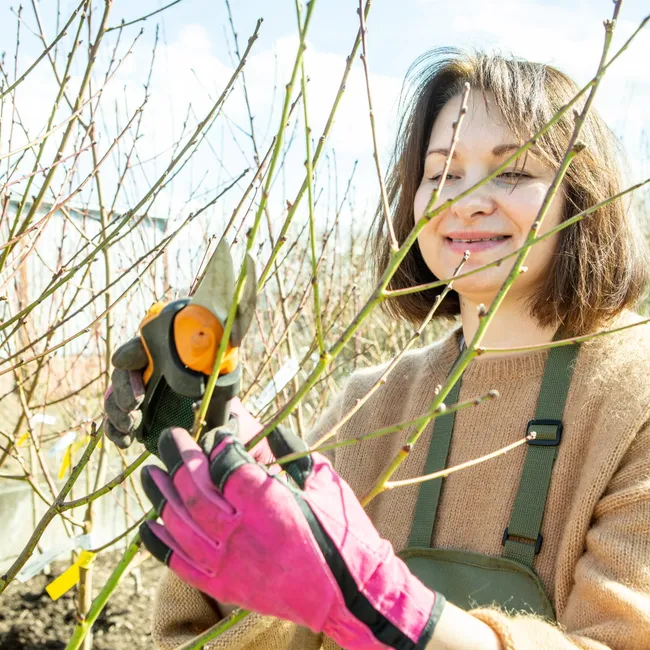 Даже маникюр не пострадает: как выбрать идеальные перчатки для работы в саду