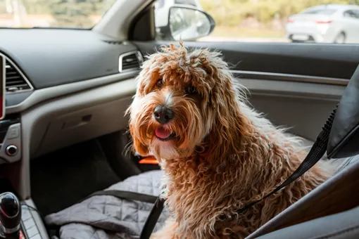 Лабрадудль