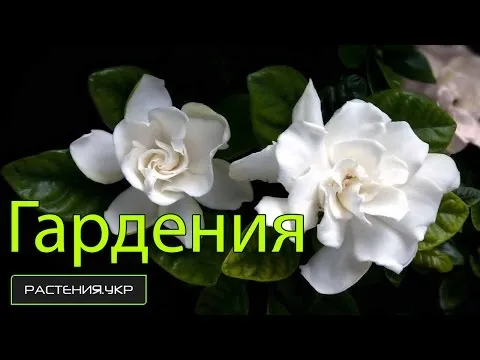 Нажми и смотри