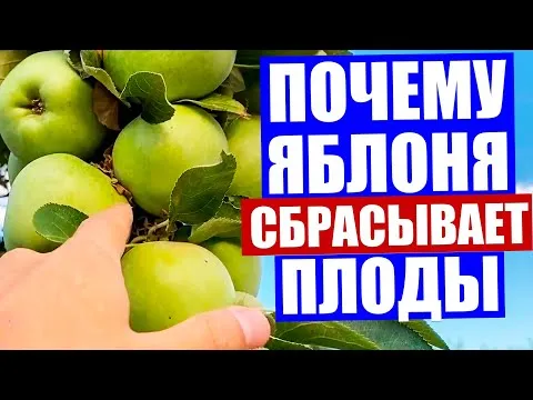 Нажми и смотри