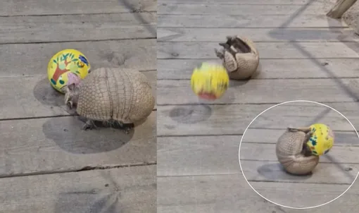 Броненосец играет с мячом