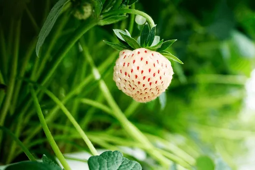 С каких овощей можно заготовить семена?