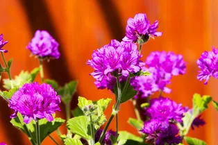 Головная боль обеспечена: какие цветы нельзя держать в спальне