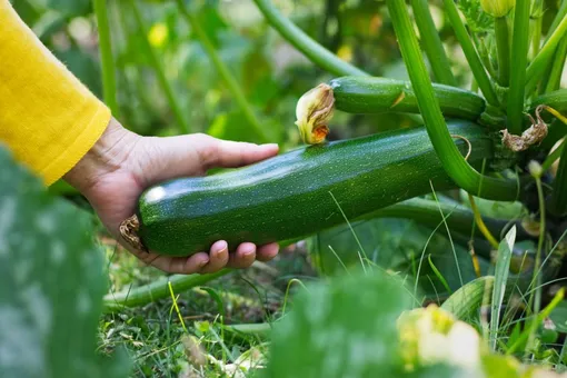 Примечание: для необычных сортов, например, шаровидных, также стоит следовать описанию производителя на упаковке семян, поскольку оптимальные размеры урожая могут отличаться. Примечание: для необычных сортов, например, шаровидных, также стоит следовать описанию производителя на упаковке семян, поскольку оптимальные размеры урожая могут отличаться.