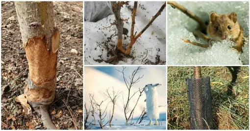 Защитите деревья от зайцев и грызунов