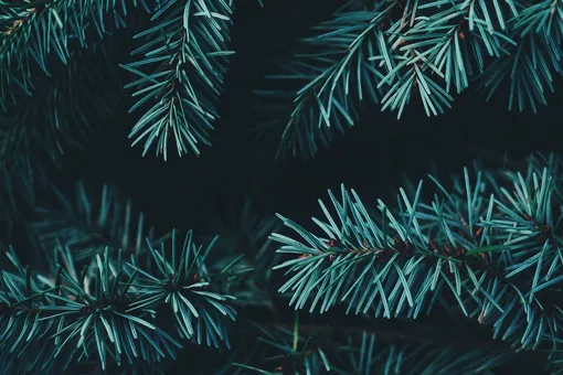 Дайте отдохнуть и проверьте, нет ли вредителей: что нужно сделать после покупки живой ели Дайте отдохнуть и проверьте, нет ли вредителей: что нужно сделать после покупки живой ели