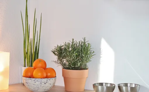 розмарин розмарин