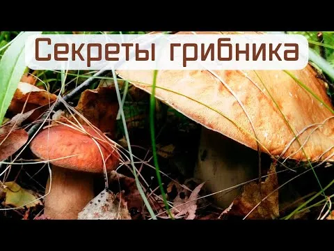 Нажми и смотри
