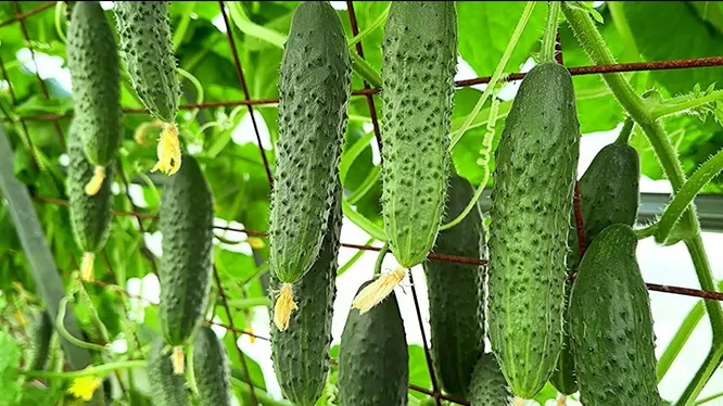 Нажми и смотри