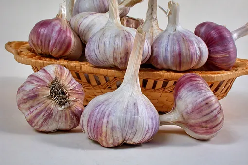 сорт чеснока для юга — не для севера: вы не учли районирование чеснока сорт чеснока для юга — не для севера: вы не учли районирование чеснока