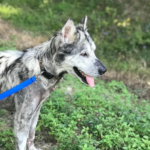 спас собаку