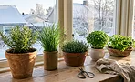 8 пряных трав, которые дают зелень с подоконника круглый год — почти без фитолампы 8 пряных трав, которые дают зелень с подоконника круглый год — почти без фитолампы