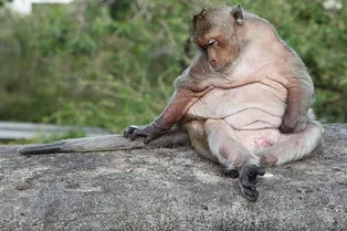 Зовут Годзилла, живу на рынке: обезьяну в два раза толще нормы забрали у хозяина Зовут Годзилла, живу на рынке: обезьяну в два раза толще нормы забрали у хозяина