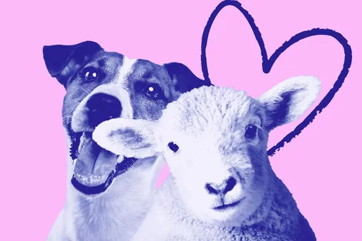 Любовь с первого взгляда: собака удочерила брошенную мамой овечку Любовь с первого взгляда: собака удочерила брошенную мамой овечку