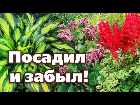 Нажми и смотри