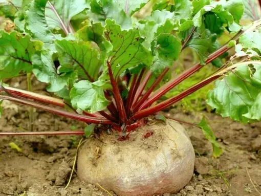 Хотите вырастить столовую свеклу крупной, сладкой и пригодной для длительного хранения? Те, кто освоит все тонкости агротехники овоща, смогут радовать себя витаминами всю следующую зиму.